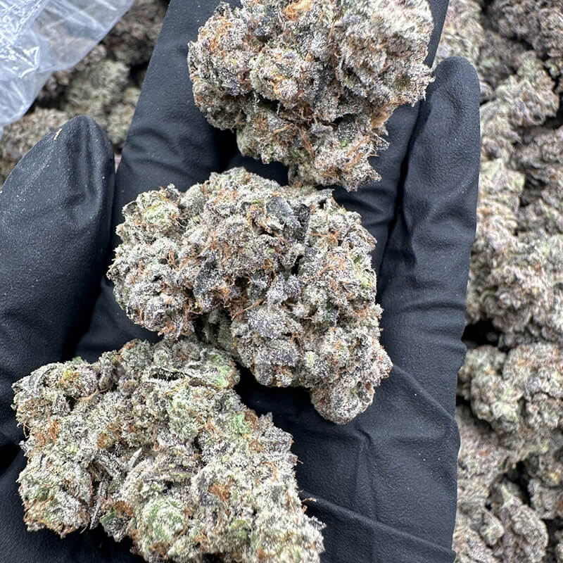 Velvet Sweets flower close up