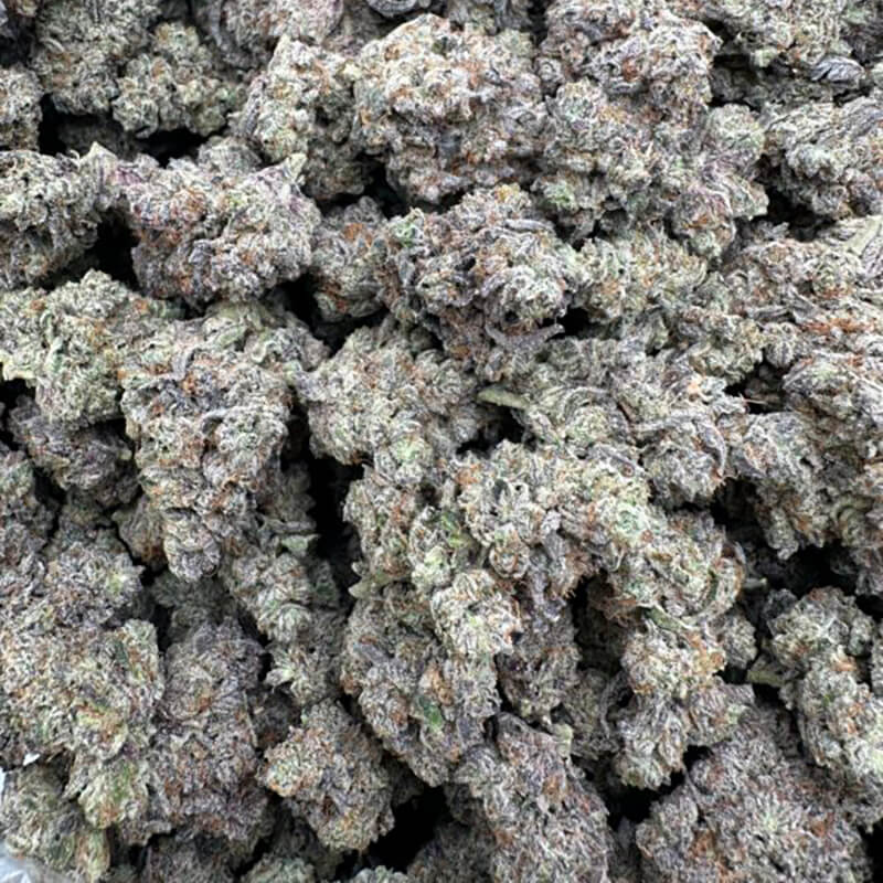 Velvet Sweets flower detail